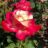 Rosa 'Double delight' (= 'andeli')