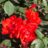 Rosa 'Diablotin' (= 'delpo')