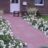 Rosa 'Diamant'® adr 2002 (='korgazell'®)
