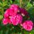Rosa 'Dincky'