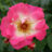 Rosa 'Dolomiti'® adr 2009