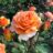 Rosa 'Doris Tijsterman'