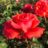 Rosa 'Duftwolke'® (= 'tanellis'®)