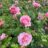 Rosa 'Eusticia Vye'  (david austin®)