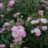 Rosa 'The Fairy'