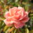 Rosa 'Favori'