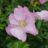 Rosa 'Frau Dagmar Hastrup' (= 'dagmar hastrup')