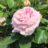 Rosa 'Frederic Mistral'® (= 'meitebros'®)