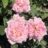 Rosa 'Gloire de Dijon'