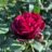 Rosa 'Grafin Hardenberg'®