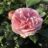 Rosa 'Giardinia'