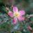 Rosa glauca (= rubrifolia)