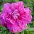Rosa 'Hansa'