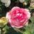 Rosa 'Honoré de Balzac'® (= 'meiparnin'®)