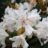 Rhodo (caucas.) 'Cunningham's White'