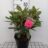 Rhodo (yak.) 'Dopey' (= 'simplet')