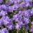 Rhodo (imped.) 'Gristede'