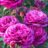 Rosa 'Heidi Klum Rose'