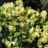 Rhodo (keisk.) 'Shamrock'