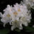 Rhodo (caucas.) 'Cunningham's White'
