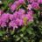 Rhodo (pont.) 'Goldflimmer'