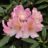 Rhodo (hybr.) 'Percy Wiseman'