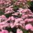 Rosa 'Heavenly Pink'®