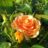 Rosa 'Hansestadt Rostock'®