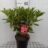 Rhododendron hybr. 'Sunfire'