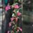 Ribes sang. 'King Edward Vii'