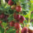 Ribes u.-c. 'Hinnonmaki Röd'