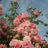Rosa 'Jasmina'® adr 2007