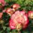 Rosa 'Jubile du Pr. de Monaco'® (= 'meisponge'®)