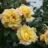 Klimrozen/ rosiers grimpantes geel/jaune
