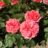 Rosa 'Kimono'