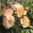 Klimrozen/ rosiers grimpantes oranje/orange