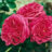 Rosa 'Laguna'® adr 2007