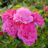 Rosa 'Lovely Fairy'® (= 'spevu'®)
