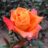 Rosa 'Louis de Funes'® (= 'meirestif'®)
