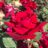 Rosa 'Lincoln' (= 'mister lincoln')