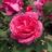 Rosa 'Line Renaud'®