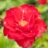 Rosa 'La Sevillana'® (= 'meigekanusar'®)