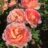 Rosa 'Lady of Shalott'® (david austin®)