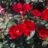 Rosa 'La Sevillana Plus'®