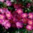 Rosa 'Lupo'® adr 2007