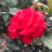 Rosa 'Magali'®