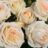 Rosa 'Madame Anisette'®