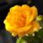 Rosa 'Melgold'