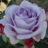 Rosa 'Mainz Fastnacht'® (='blue moon'/'tannacht'®)
