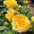 Rosa 'Michelangelo'® (= 'meitelov'®)